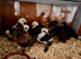 2 week old bantam chicks