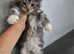 Beautiful Maine coon kitten girls