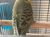 Lovely baby budgie