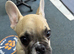 French Bulldog For Sale