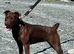 Female terrier