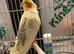 Hen cocktail