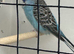 young budgie