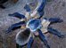 Tarantulas for Sale