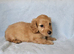 3 beautiful long haired mini dachshunds