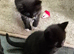 Stunning litter of 6 kittens