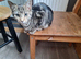 Loving Female Tabby Kitten