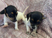 Jack Russell puppies