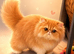 Pure 7mo Persian girl