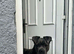 Cane corso for sale