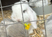 Rabbits for sale all male