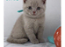 3 left Stunning BSH kittens - lilac’s and blues