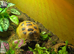 Tortoise