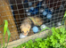 Ferret kits for sale