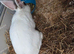 Selling beautiful 3 adult rabbit