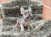 Beautiful French bulldog puppies