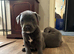 Staffordshire Bull terrier puppies