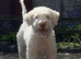 5 years old boy for sale asap