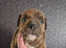 American bull x presa pups