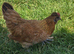 Pekin x Silkie bantam pullet pol