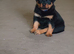 German rottweiler puppies