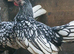Seabright Bantam Cockerell