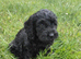 Brilliant Cockalier-a-Poo Puppies – Ready Soon!