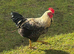 Rooster