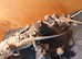 Baby citrus bearded dragons
