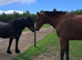 Handsome 5 year old Dutch warmblood gelding