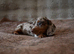 Mini Longhaired Dachshund puppies.