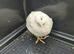 Button quails