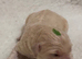 Fantastic Goldendoodle babies!