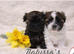 Tialusso Ribbons RESERVED