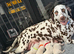 9 Beautiful Dalmation puppies