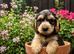 Show type KC Reg Cocker Spaniels from dna tested parents.