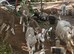 Toggenburg Goat Doelings - Father Pedigree.