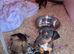 Jack Russell litter