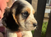 healthy sprocker spaniel puppies