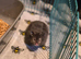 Long haired sable male syrian hamster