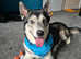 Beautiful Male Huskamute for Sale