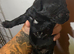 x6 black WC cocker spaniel puppies
