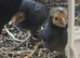 4 x Serama cross Sebright chicks