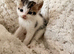 Beautiful British shorthair kittens for sale