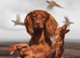 Kc reg Working cocker spaniel puppies