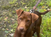 Patterdale Terrier Male