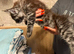 Maine Coon Registered TICA