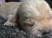 chihuahua x jack russell terrie puppies