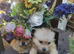 8 weeks old pameranian puppies