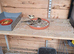 Baby Fife Canaries For Sale